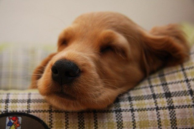 Allergie Chien