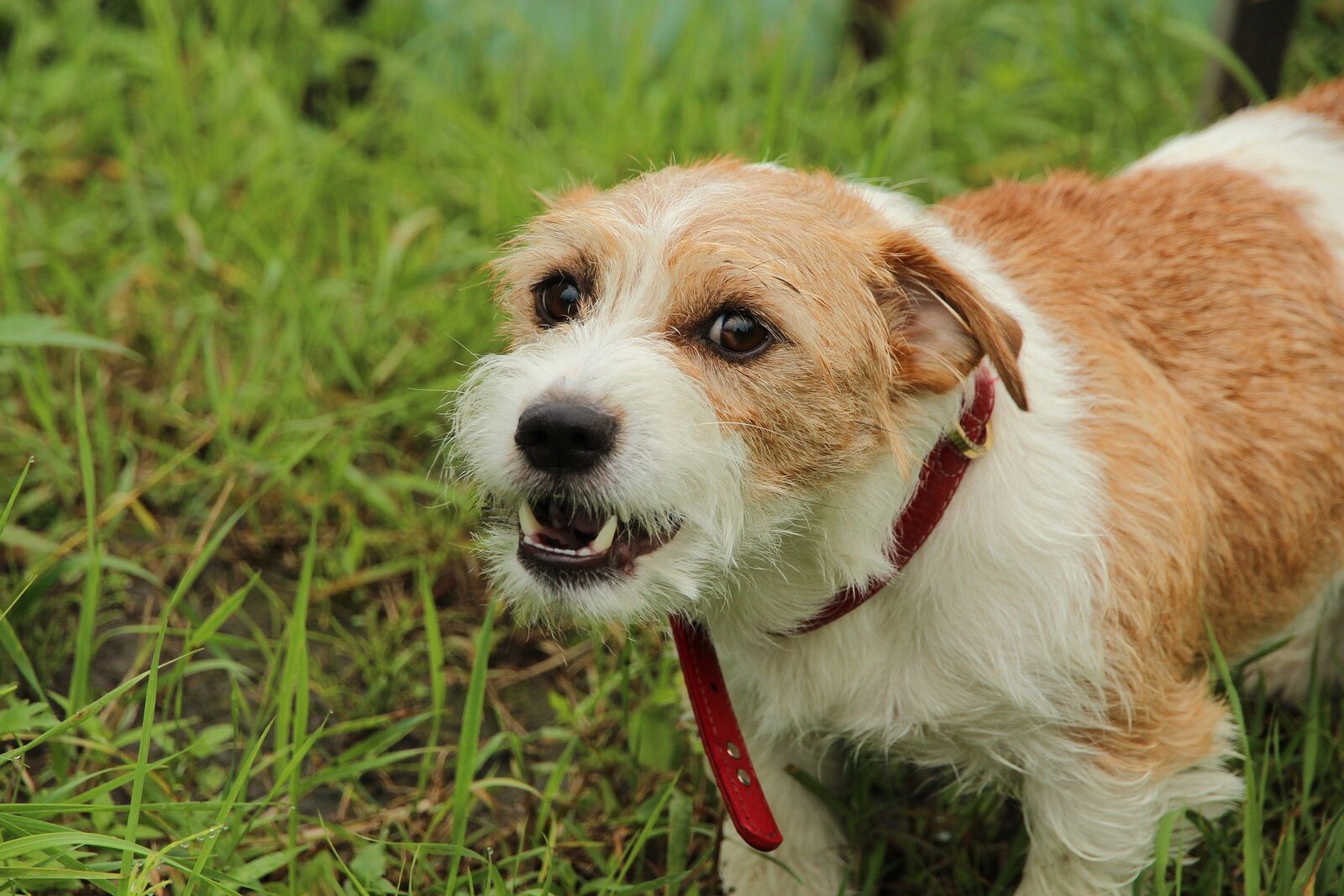 chien aboyer raisons