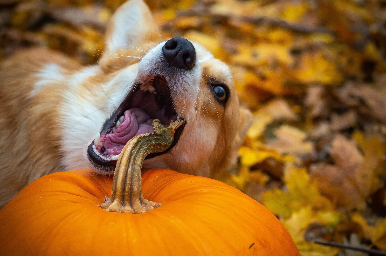 Chien Faim