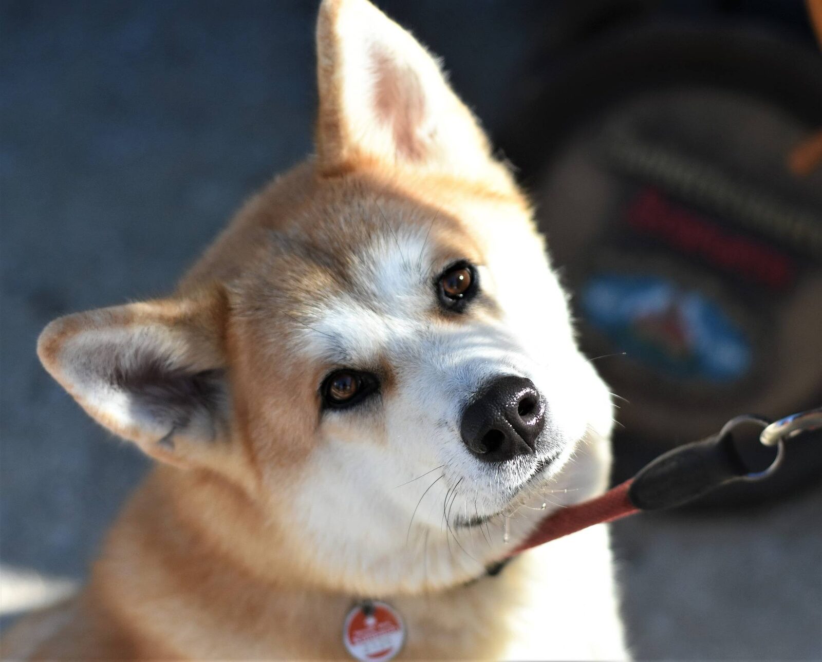 chien peu aboyeur