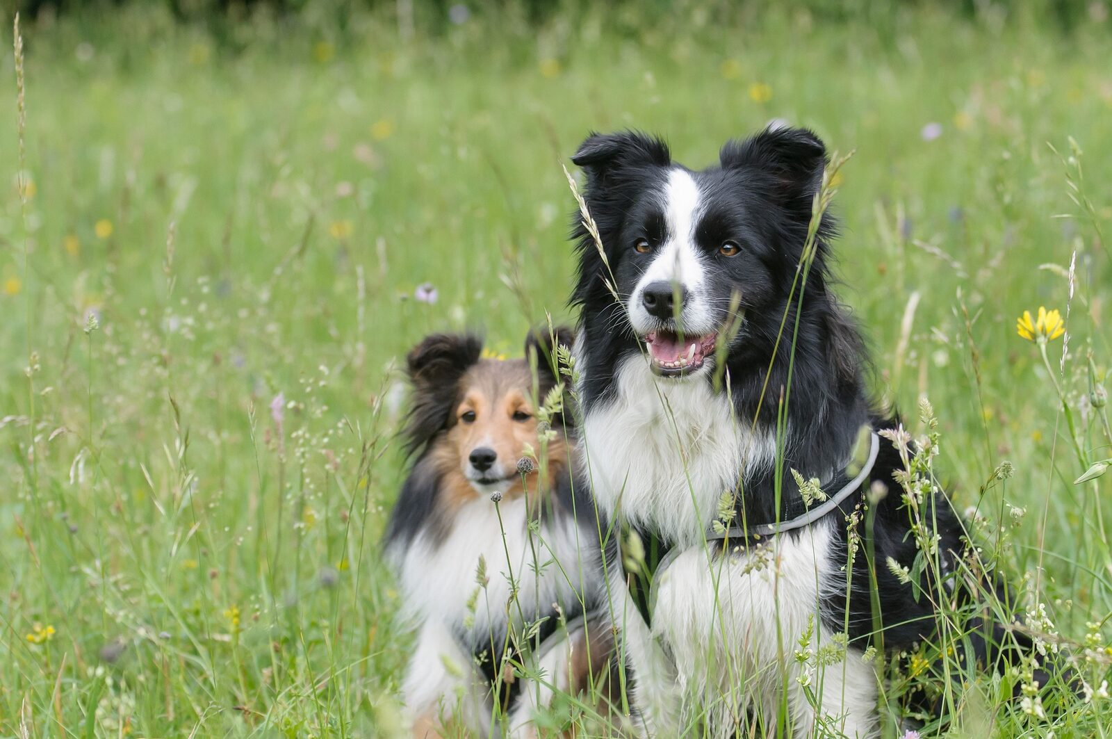 chiens de berger