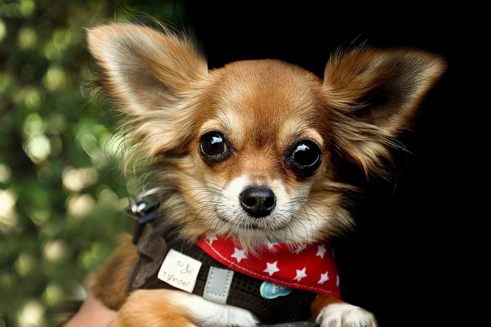 chiens de très petite taille