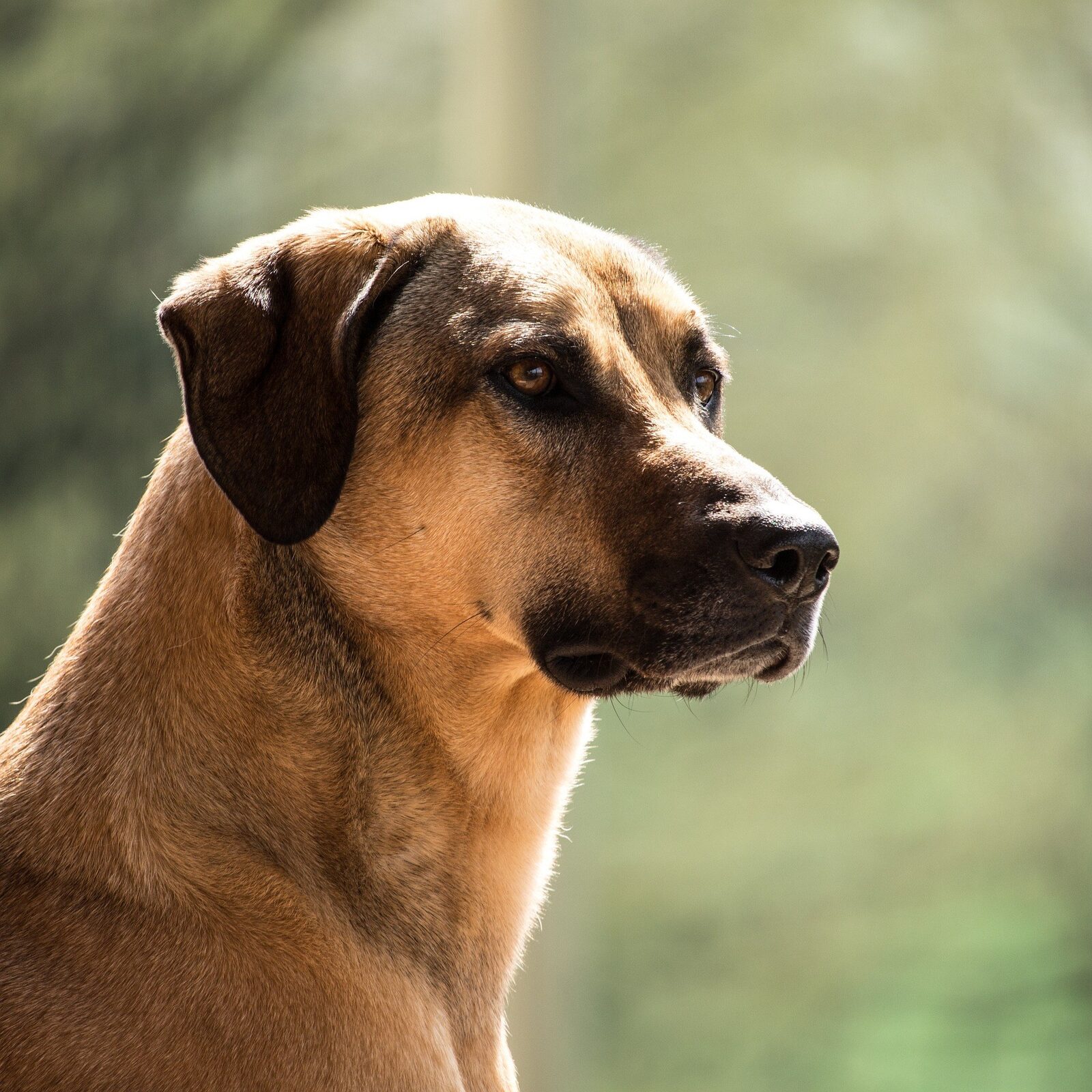 chiens rustiques