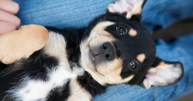 adopter-chien