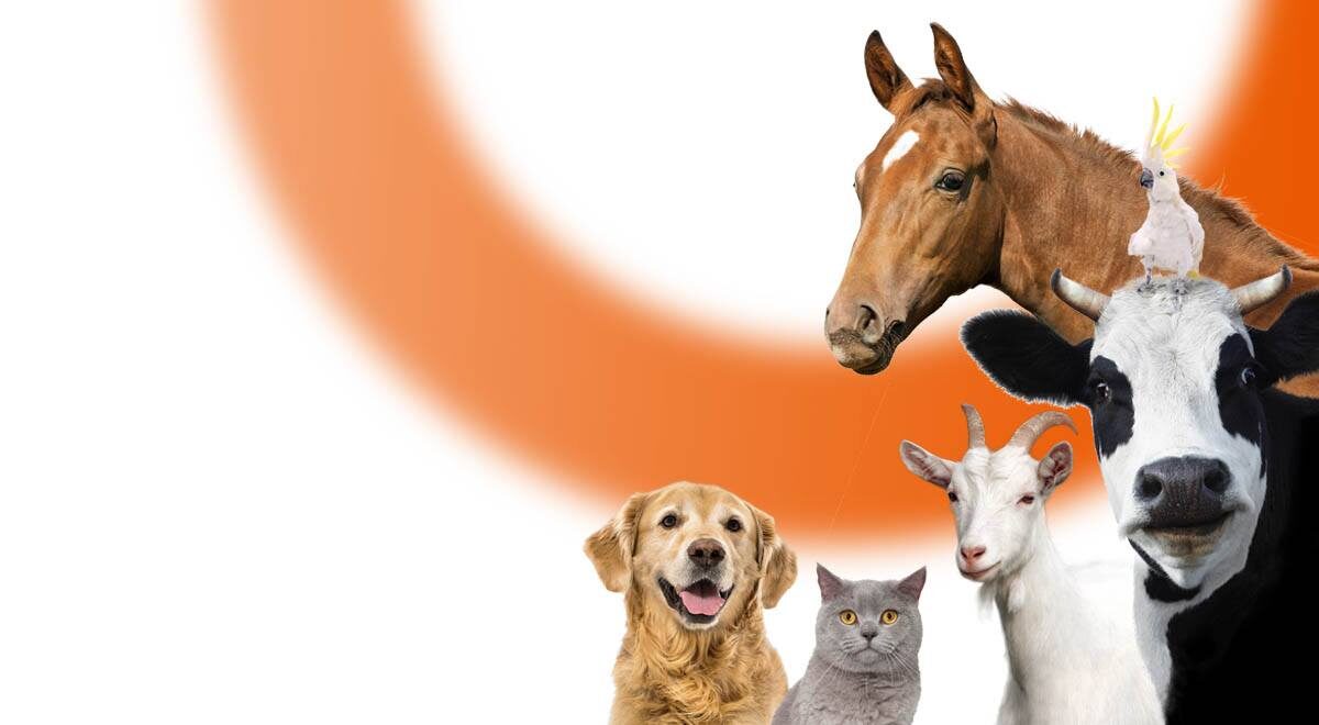 Les assurances pour animaux